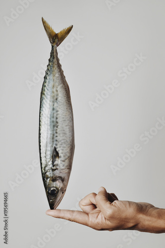 mackerel