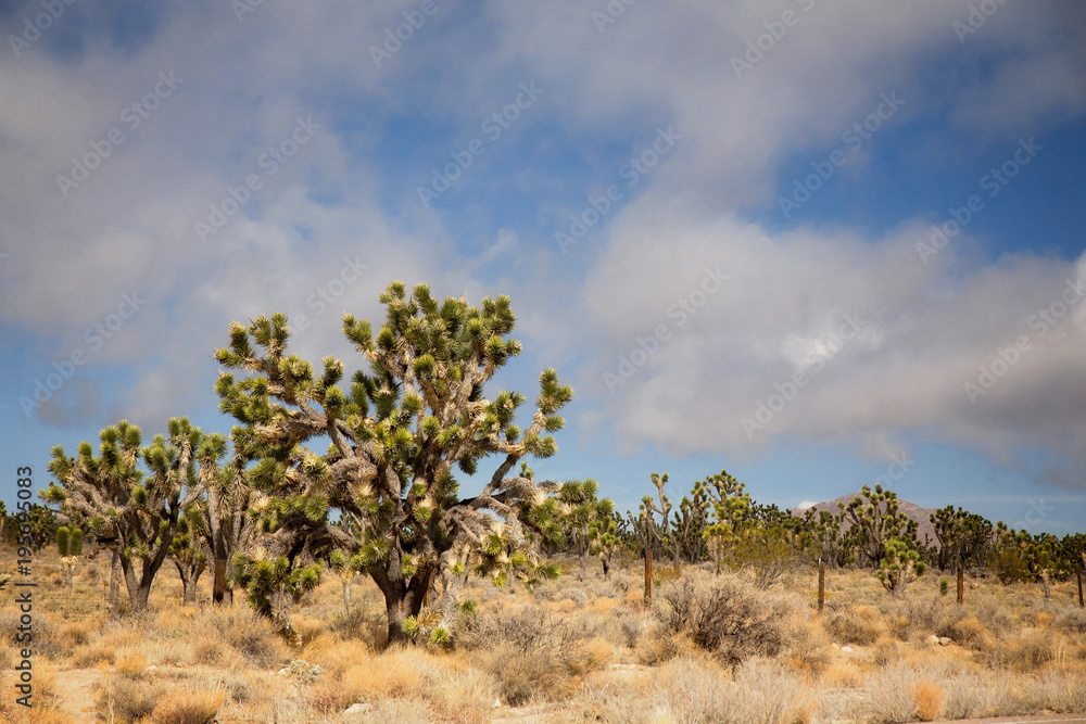 Joshua trees scattered across a rocky desert floor in the Mojave National Park