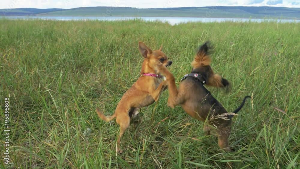 Super slow motion shot of two small dogs Toy Terrier roughhousing on grass, funny battle of young beagle and white terrier. Doggy wrestling. Super slow motion shot of two small dogs Toy Terrier roughhousing on grass, funny battle of young beagle and white terrier. Doggy wrestling.