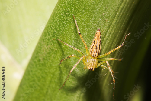 Close up of Green Spider on the green leaf photo