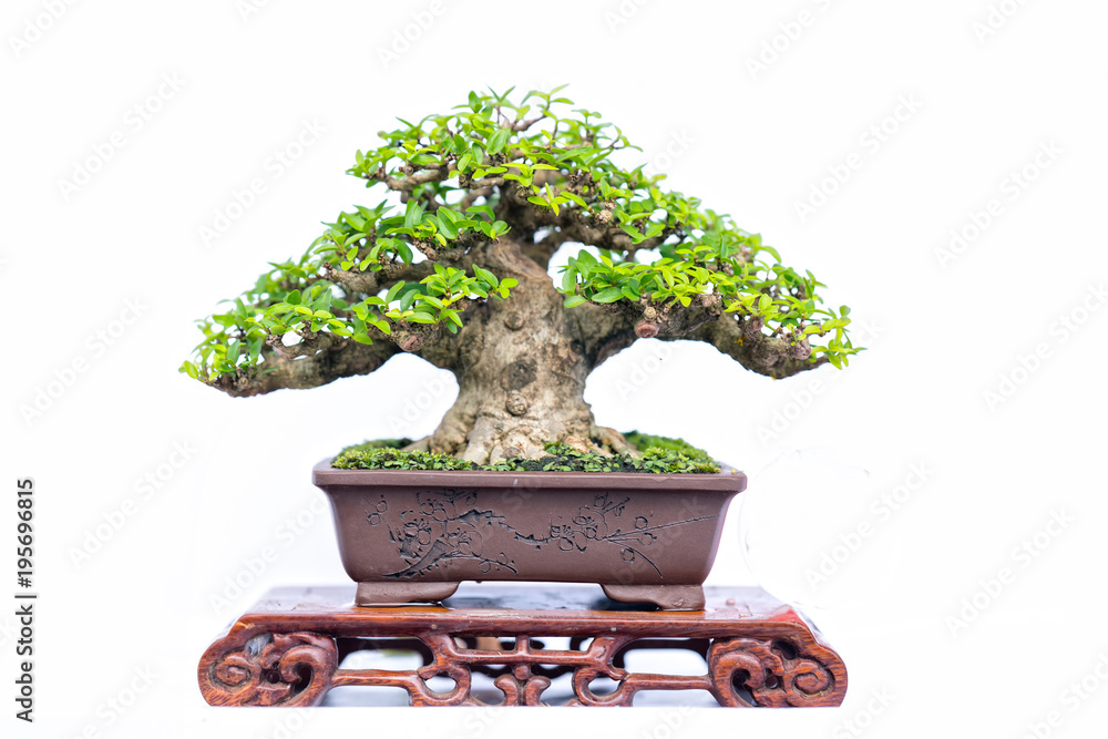 Green old bonsai tree isolated on white background in a pot plant in the shape of the stem is shaped artisans create beautiful art in nature. Green old bonsai tree isolated on white background in a pot plant in the shape of the stem is shaped artisans create beautiful art in nature.