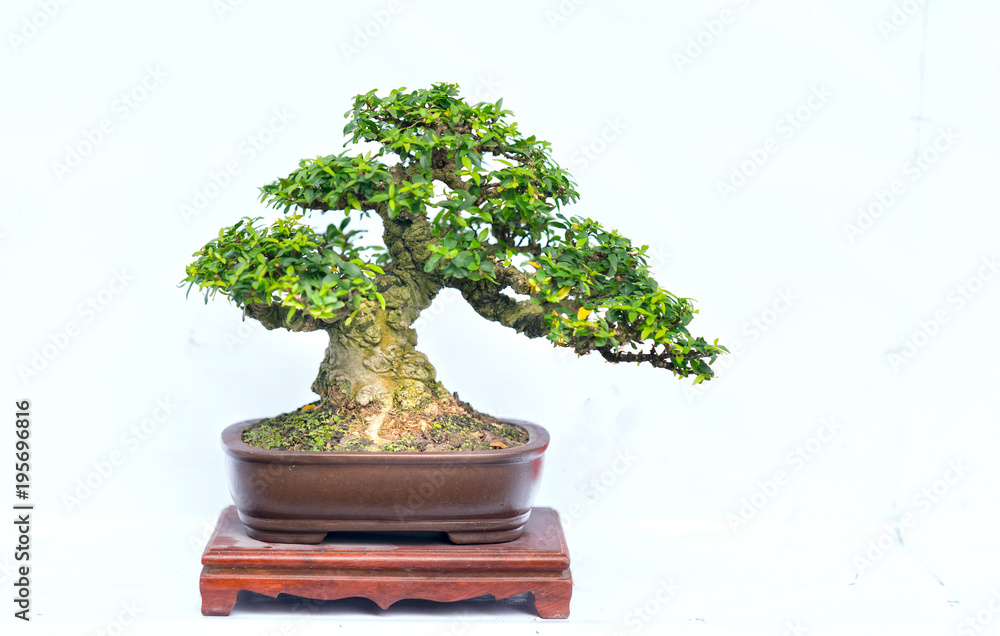 Green old bonsai tree isolated on white background in a pot plant in the shape of the stem is shaped artisans create beautiful art in nature. Green old bonsai tree isolated on white background in a pot plant in the shape of the stem is shaped artisans create beautiful art in nature.