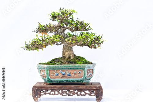 Green old bonsai tree isolated on white background in a pot plant in the shape of the stem is shaped artisans create beautiful art in nature.