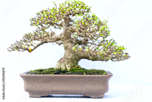 Green old bonsai tree isolated on white background in a pot plant in the shape of the stem is shaped artisans create beautiful art in nature.
