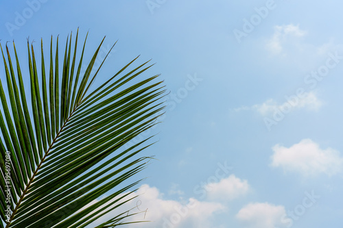 Leaf fan under blue sky