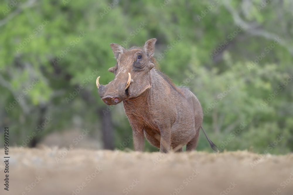 WARTHOG (Phacochoerus aethiopicus) WARTHOG (Phacochoerus aethiopicus)