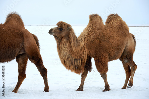 Photos Bactrian camels (Camelus bactrianus) in winter
