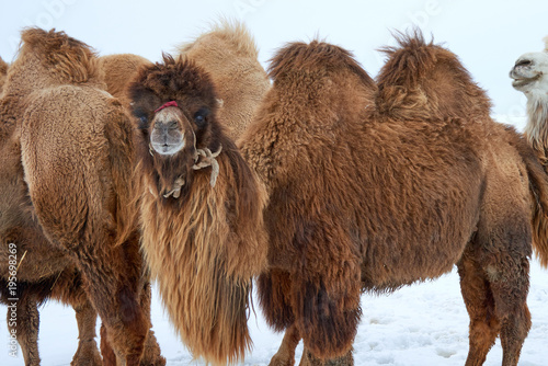 Bactrian camels (Camelus bactrianus) in winter. The Bactrian camel is a large, even-toed ungulate native to the steppes of Central Asia.