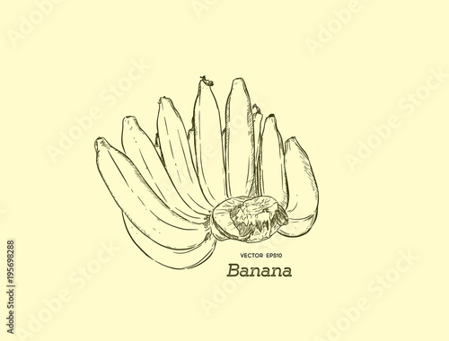 Vector Set of Line-Art Bananas. Overripe Banana  hand rdaw sketch vector.