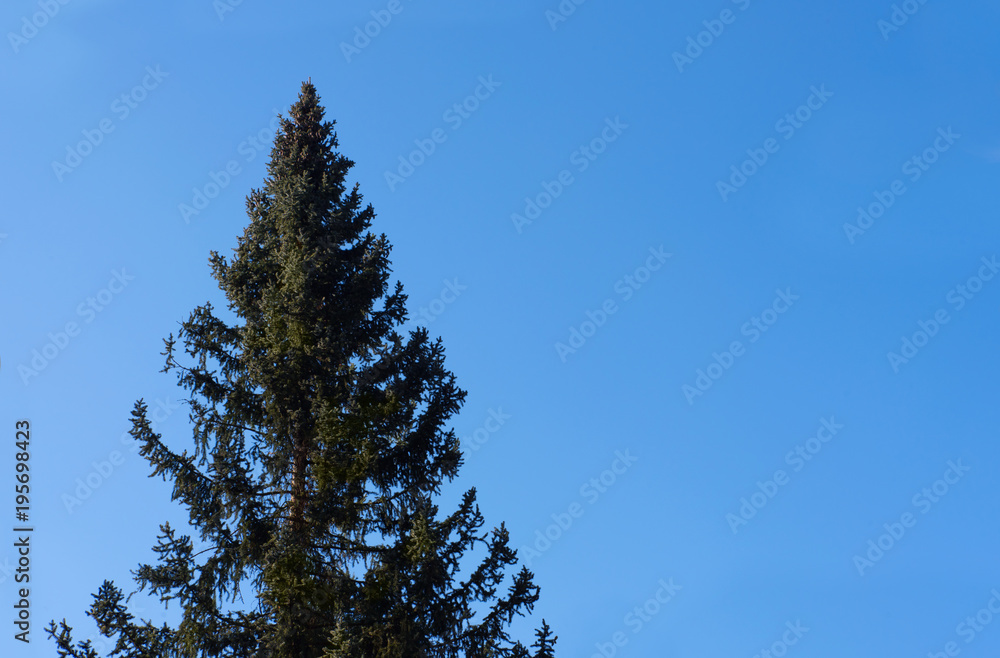 View of clear winter blue sky with top of an evergreen pine tree - with copy space in the sky