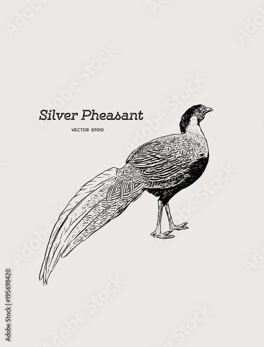 Silver Pheasant (Gallophasis nycthemerus) / vintage illustration