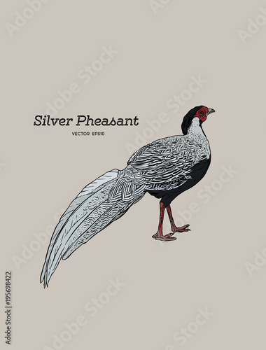 Silver Pheasant (Gallophasis nycthemerus) / vintage illustration