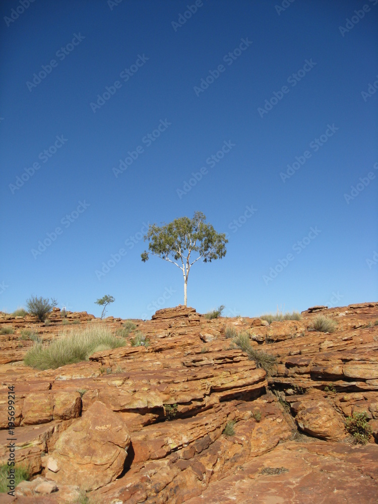 Australia Tree and Rock 1