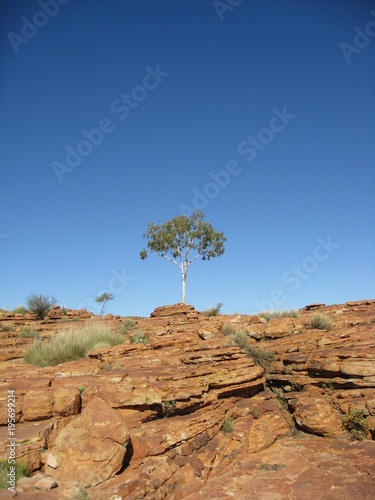 Australia Tree and Rock 1