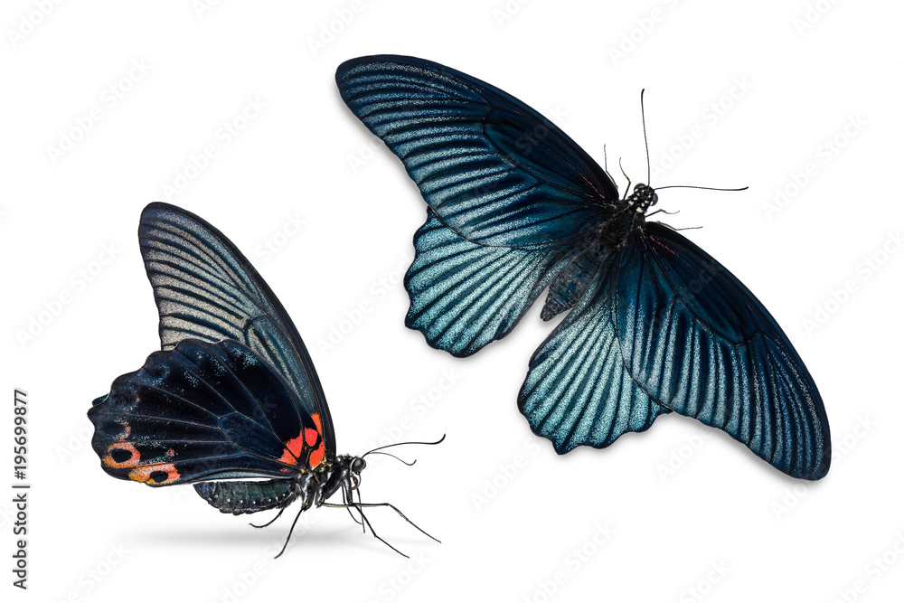 Fototapeta premium Male Great Mormon (Papilio memnon) butterfly