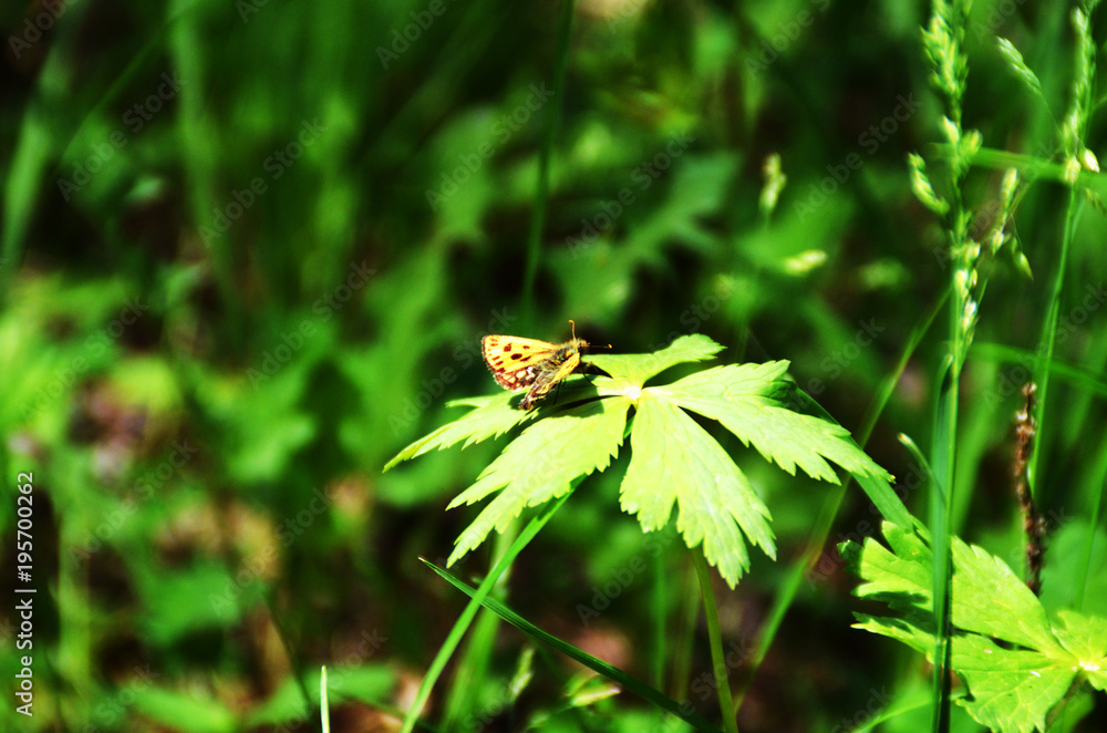 the butterfly sits on a green leaf the butterfly sits on a green leaf