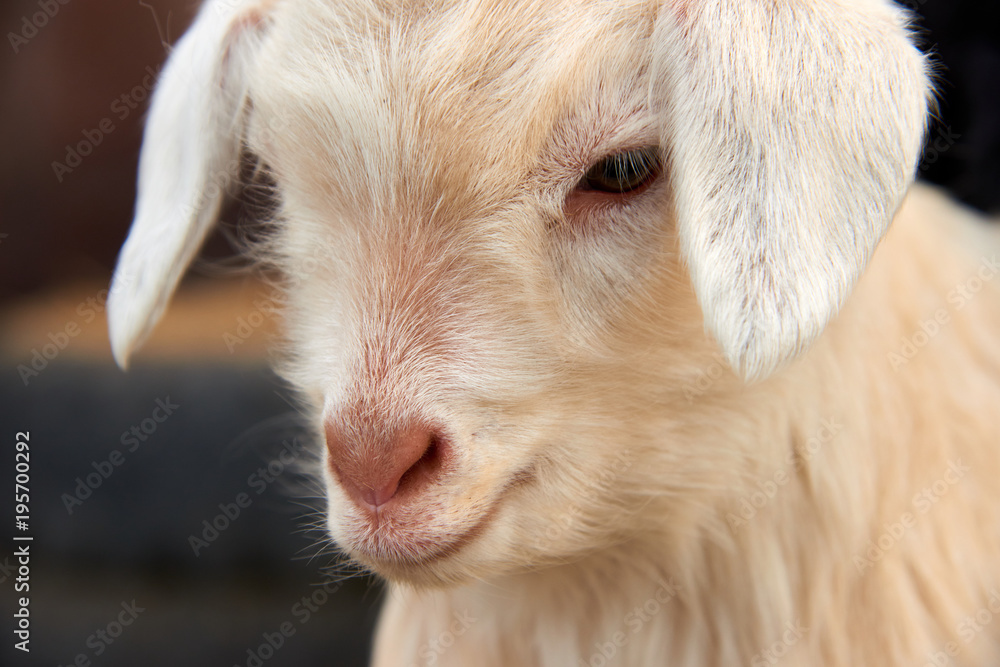 Fototapeta premium Goatling. The domestic goat (Capra aegagrus hircus). The domestic goat is a subspecies of goat domesticated from the wild goat of southwest Asia and Eastern Europe.
