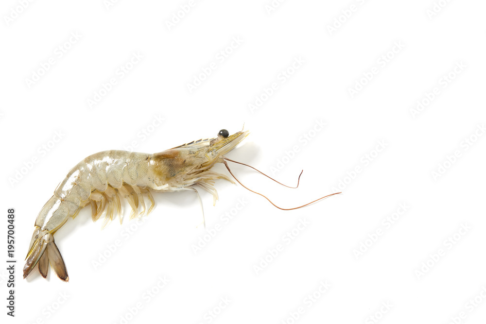 Fresh raw seafood shrimp Fresh raw seafood shrimp