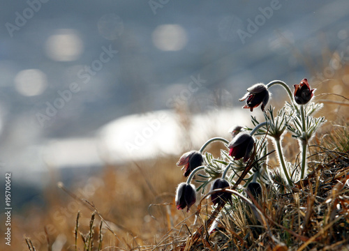 a pasqueflower in korea photo