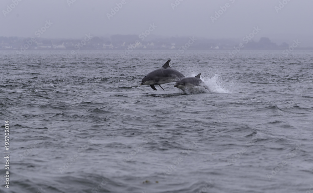 Fototapeta premium Dziki delfin butlonosy tursiops truncatus