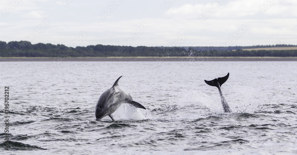 Fototapeta premium Wild bottlenose dolphin tursiops truncatus