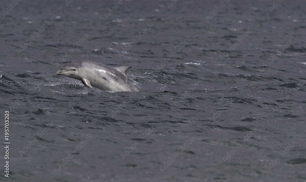 Fototapeta premium Wild bottlenose dolphin tursiops truncatus