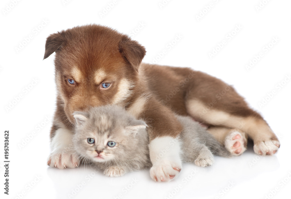 Red Siberian Husky puppy lying with scottish kitten. isolated on white background Red Siberian Husky puppy lying with scottish kitten. isolated on white background
