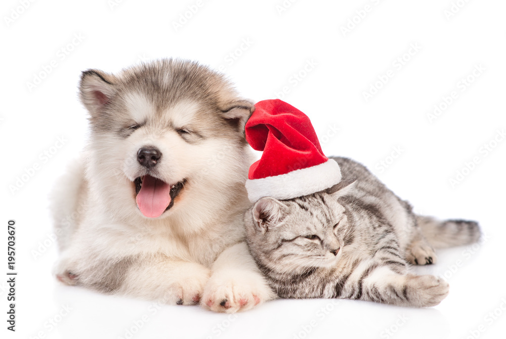 Fototapeta premium Alaskan malamute puppy lying with tabby cat in red christmas hat. isolated on white background