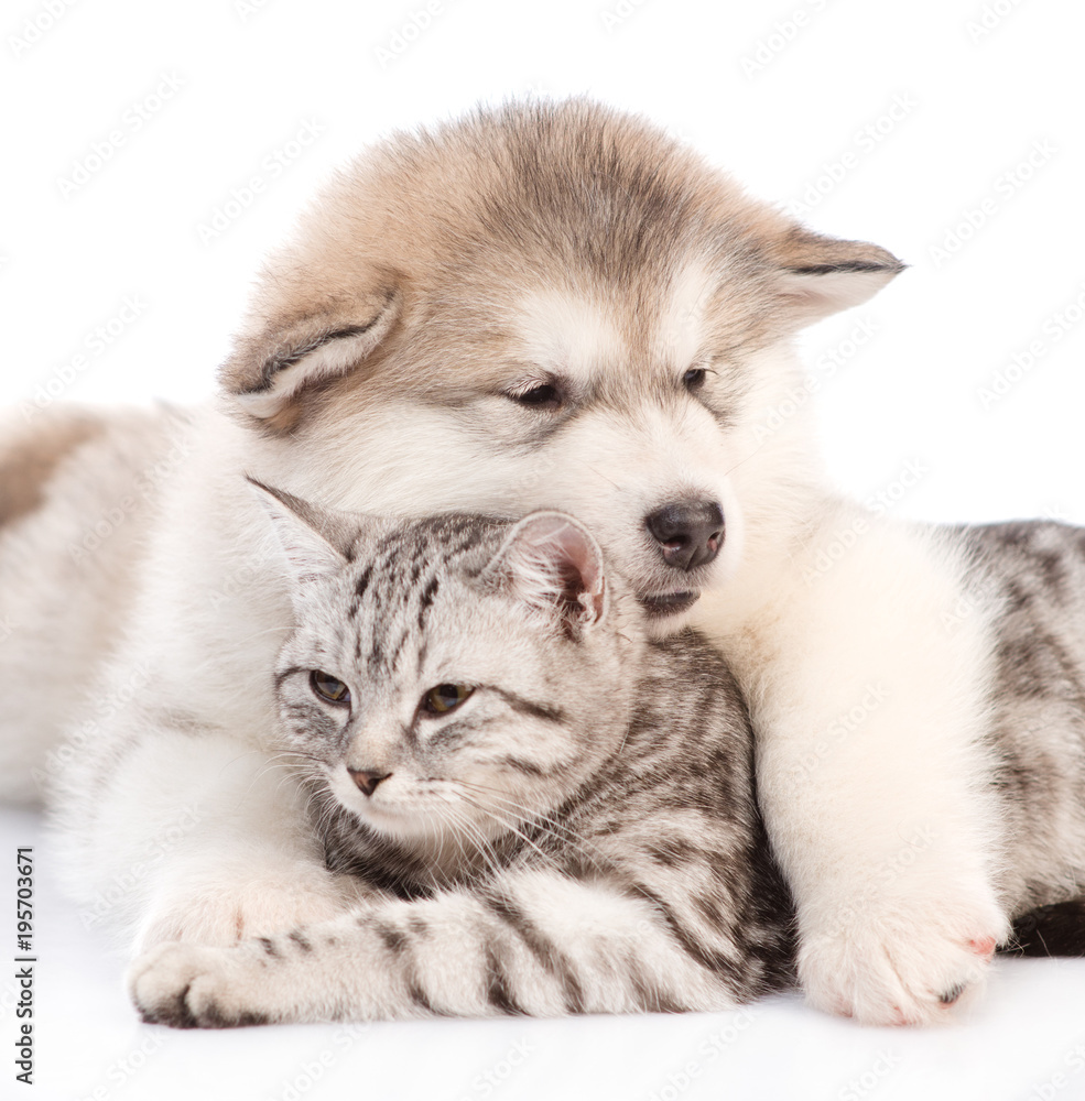 Fototapeta premium Bliska alaskan malamute szczeniaka obejmującego kota. na białym tle
