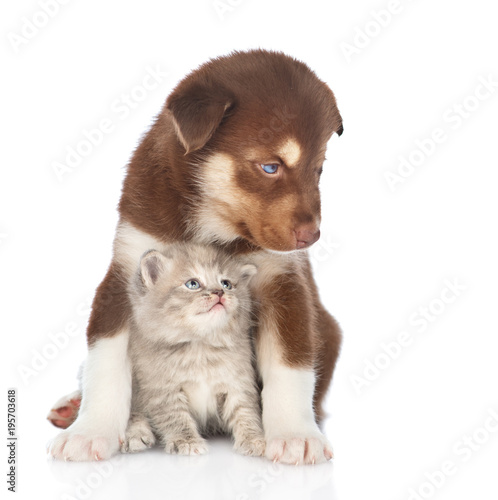 Husky puppy embracing cute scottish kitten. isolated on white background