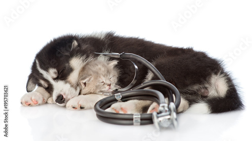 Sleeping Siberian Husky puppy with stethoscope on their neck embracig scottish kitten. isolated on white background