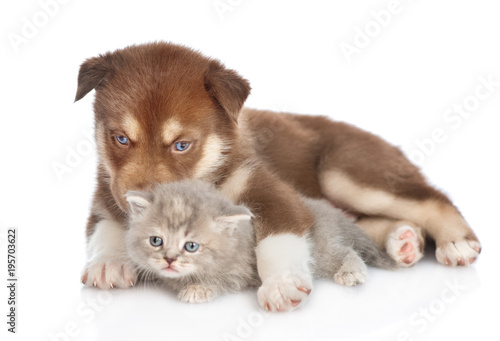 Red Siberian Husky puppy lying with scottish kitten. isolated on white background