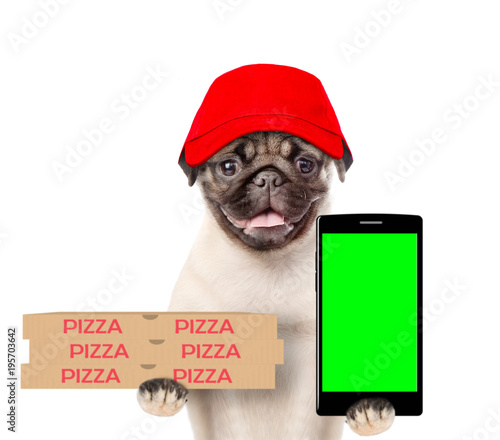 Funny pizza elivery dog in red cap with pizza boxes and smartphone. isolated on white background photo