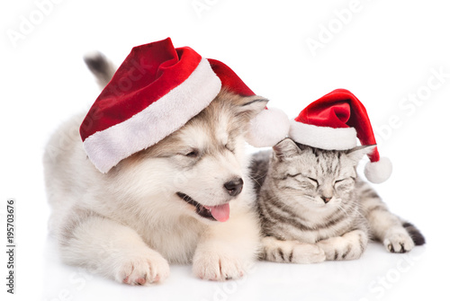 Alaskan malamute puppy and tabby cat in red christmas hats. isolated on white background