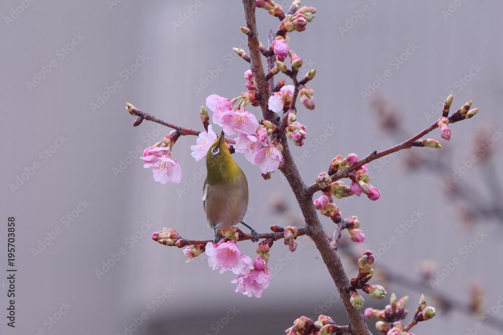 メジロと河津桜 メジロと河津桜