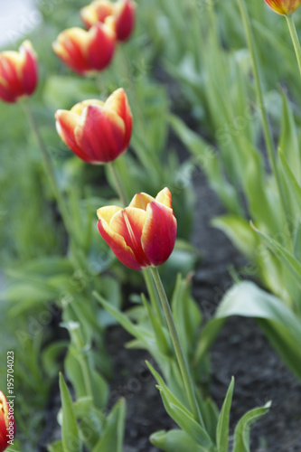 Multicolored tulips, growing on a flowerbed. Colorful Background.