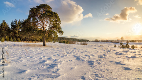 зимний пейзаж с сосной и заснеженным полем на закате, Россия, Урал, март photo