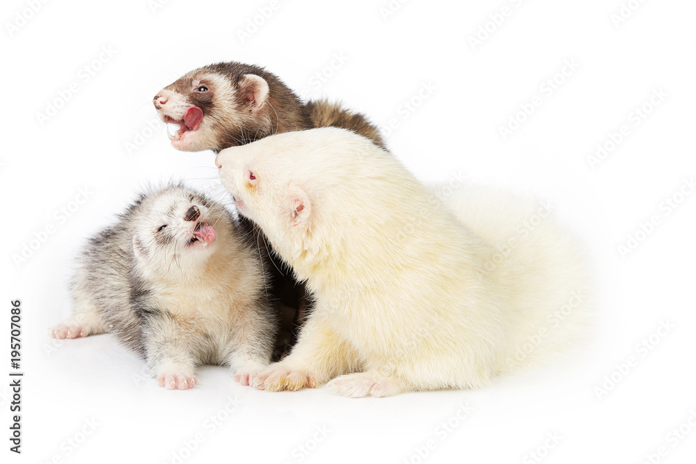 Ferret group with albino male on white background posing for portrait in studio Ferret group with albino male on white background posing for portrait in studio