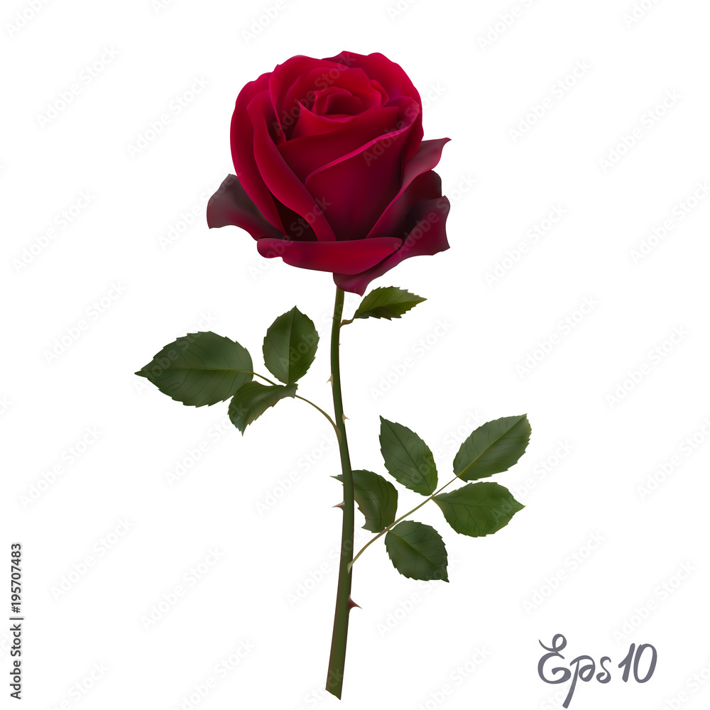 Beautiful red rose Isolated on white background. - obrazy, fototapety, plakaty 