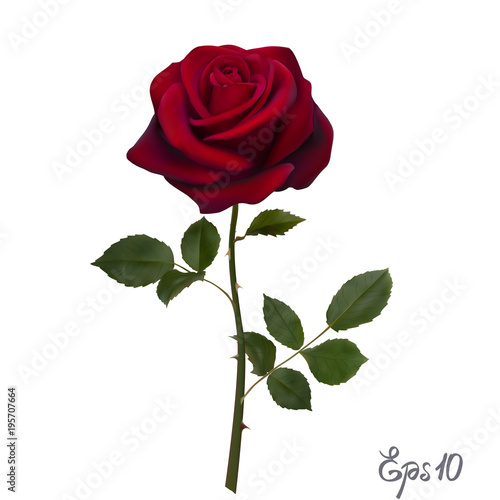 Beautiful red rose Isolated on white background.