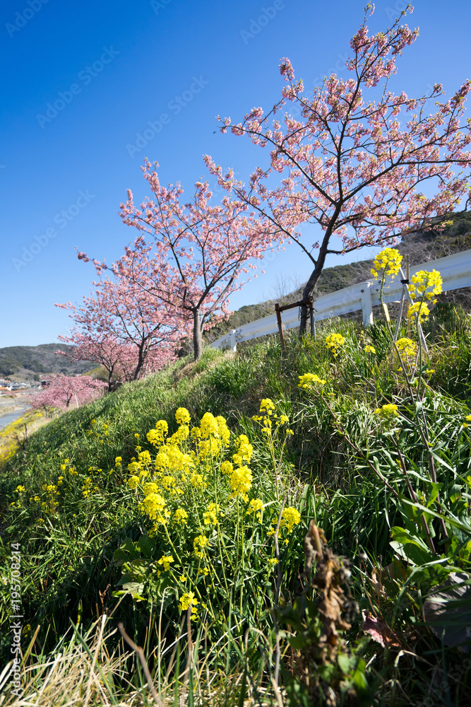 Obraz premium 満開の河津桜