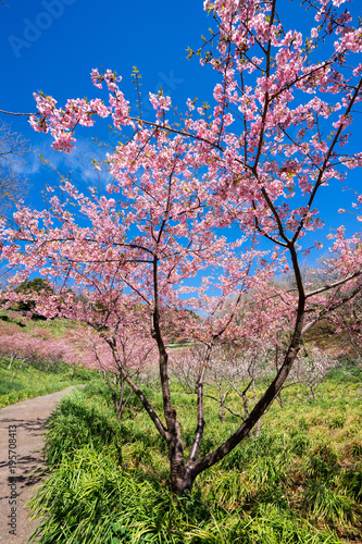 満開の河津桜 © inoumasa