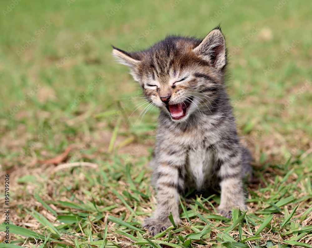 Little kitten trying to find his inner lion