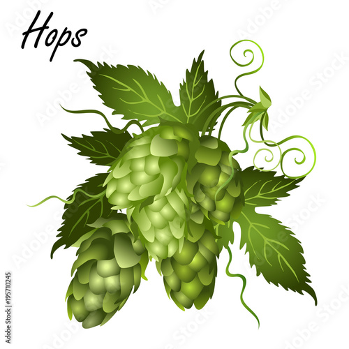 Hop vine (Humulus lupulus) with leaves, tendrils and seed cones. Realistic vector illustration isolated on white background.