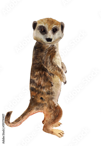 Watercolor smart meerkat