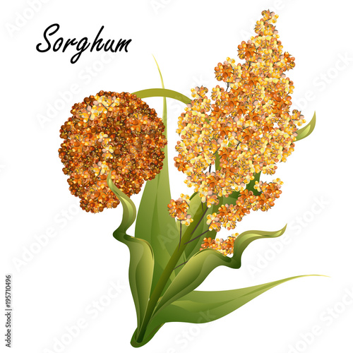 Sorghum (gaoliang, durra, milo, hegari, jowari, Sorghum bicolor). Hand drawn realistic vector illustration of green sorghum plant with yellow and brown seeds isolated on white background.