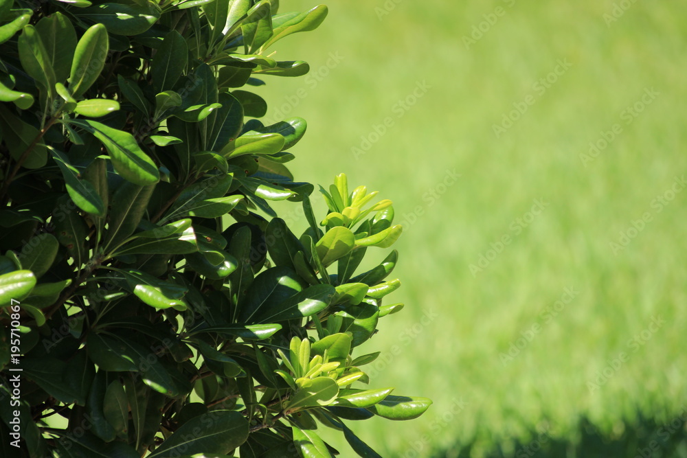 Obraz premium green bush on a background a lawn