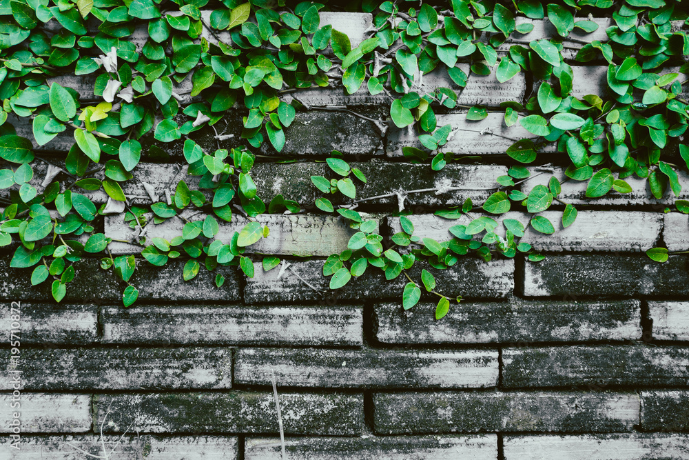 Obraz premium grunge brick wall with vine plant old dirty natural background