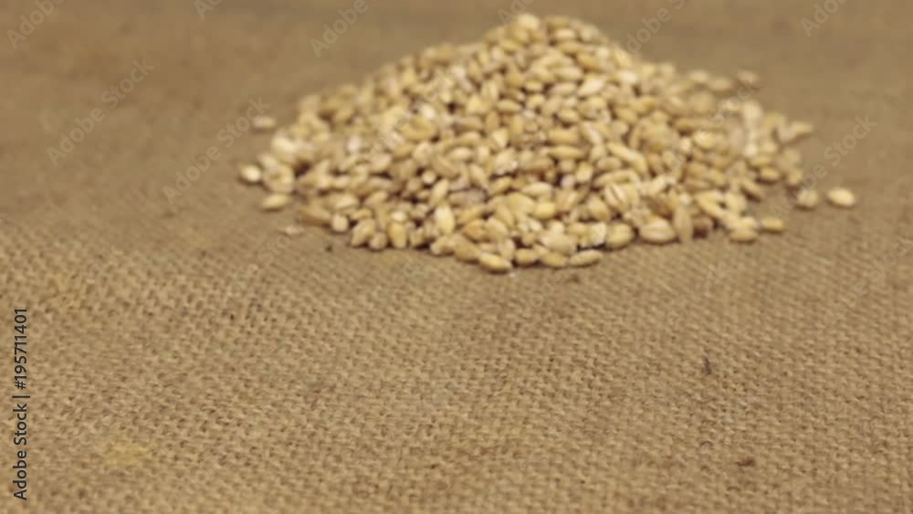 Zoom, approaching is a pile of pearl barley grains lying on burlap. Close-up Zoom, approaching is a pile of pearl barley grains lying on burlap. Close-up