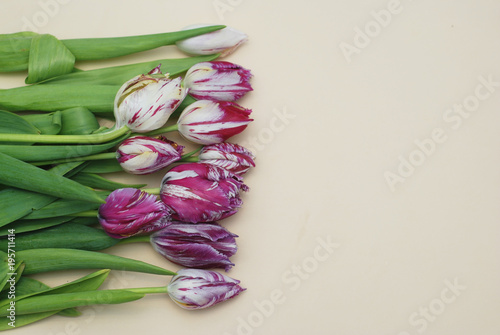 Pink Spring Tulip Flower Boquet Isoalted on Dark Background with Copy Paste. Fresh Beautiful Flowers photo